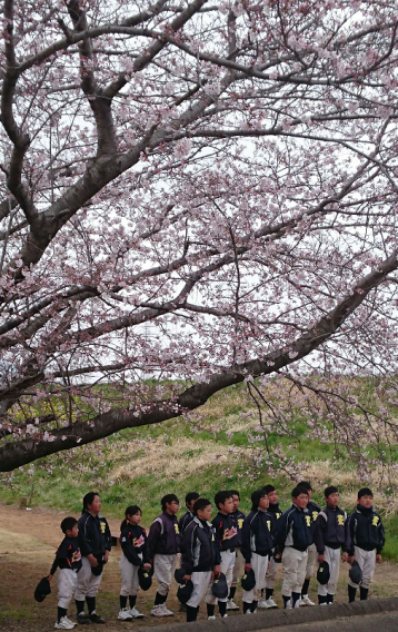 2016年4月2日　下妻大会サクラ